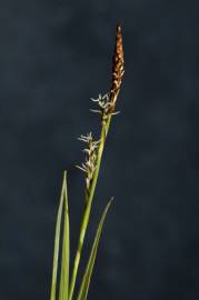 Fotografia da espécie Carex panicea