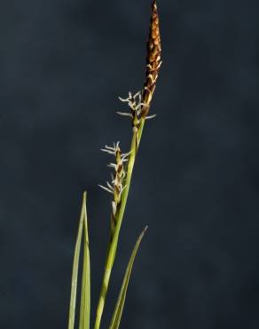 Fotografia 6 da espécie Carex panicea no Jardim Botânico UTAD