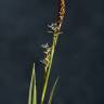Fotografia 6 da espécie Carex panicea do Jardim Botânico UTAD