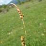 Fotografia 7 da espécie Carex panicea do Jardim Botânico UTAD