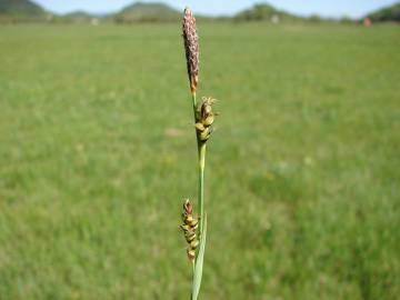 Fotografia da espécie Carex panicea