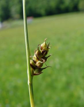 Fotografia 9 da espécie Carex panicea no Jardim Botânico UTAD