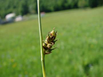 Fotografia da espécie Carex panicea