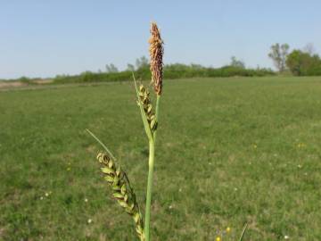 Fotografia da espécie Carex panicea