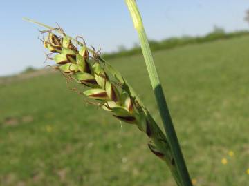 Fotografia da espécie Carex panicea