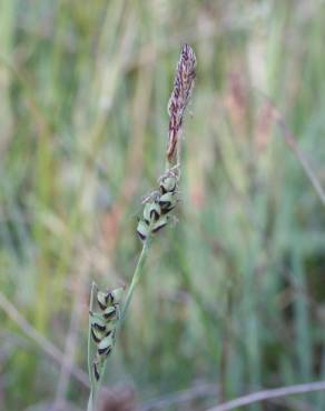 Fotografia 12 da espécie Carex panicea no Jardim Botânico UTAD