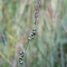 Fotografia 12 da espécie Carex panicea do Jardim Botânico UTAD