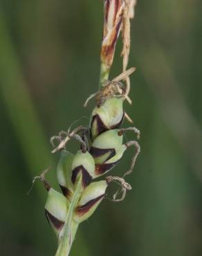 Fotografia 13 da espécie Carex panicea no Jardim Botânico UTAD