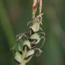 Fotografia 13 da espécie Carex panicea do Jardim Botânico UTAD