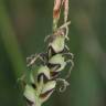 Fotografia 13 da espécie Carex panicea do Jardim Botânico UTAD