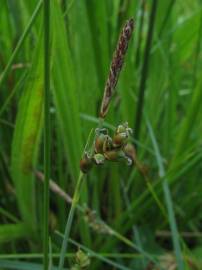 Fotografia da espécie Carex panicea