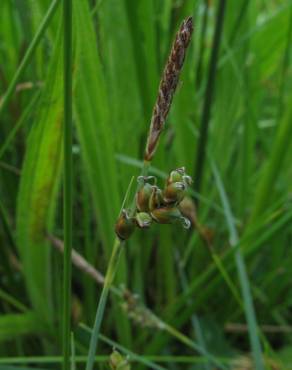 Fotografia 14 da espécie Carex panicea no Jardim Botânico UTAD