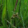 Fotografia 14 da espécie Carex panicea do Jardim Botânico UTAD