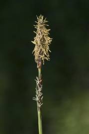 Fotografia da espécie Carex panicea