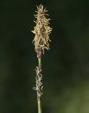 Fotografia 15 da espécie Carex panicea no Jardim Botânico UTAD