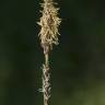 Fotografia 15 da espécie Carex panicea do Jardim Botânico UTAD