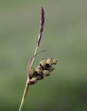Fotografia 16 da espécie Carex panicea no Jardim Botânico UTAD