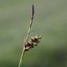 Fotografia 16 da espécie Carex panicea do Jardim Botânico UTAD