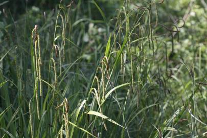 Fotografia da espécie Carex pendula