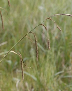 Fotografia 7 da espécie Carex pendula no Jardim Botânico UTAD