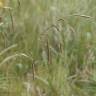 Fotografia 7 da espécie Carex pendula do Jardim Botânico UTAD