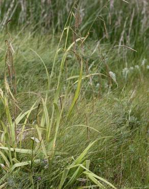 Fotografia 8 da espécie Carex pendula no Jardim Botânico UTAD