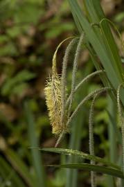 Fotografia da espécie Carex pendula