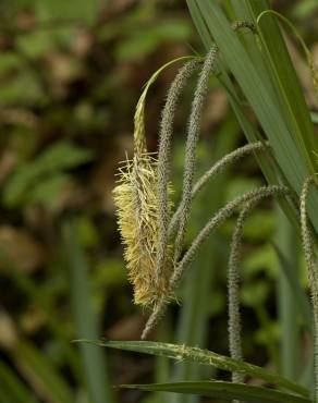 Fotografia 9 da espécie Carex pendula no Jardim Botânico UTAD