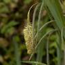 Fotografia 9 da espécie Carex pendula do Jardim Botânico UTAD