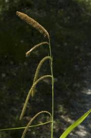 Fotografia da espécie Carex pendula