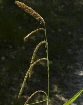 Fotografia 10 da espécie Carex pendula no Jardim Botânico UTAD