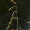 Fotografia 10 da espécie Carex pendula do Jardim Botânico UTAD