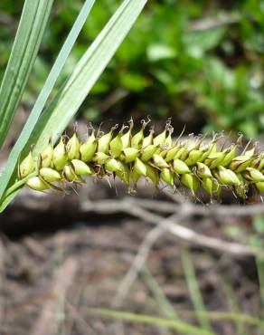 Fotografia 2 da espécie Carex riparia no Jardim Botânico UTAD