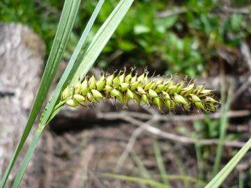 Fotografia da espécie Carex riparia
