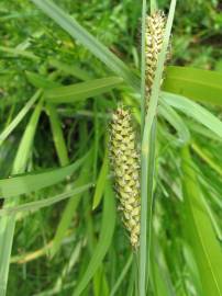 Fotografia da espécie Carex riparia