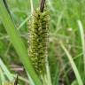 Fotografia 5 da espécie Carex riparia do Jardim Botânico UTAD