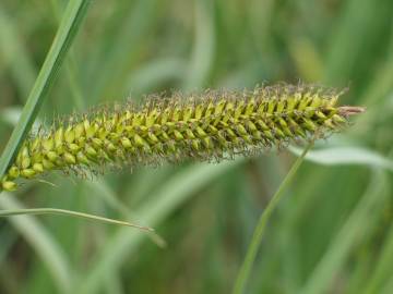 Fotografia da espécie Carex riparia