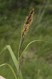 Fotografia da espécie Carex riparia