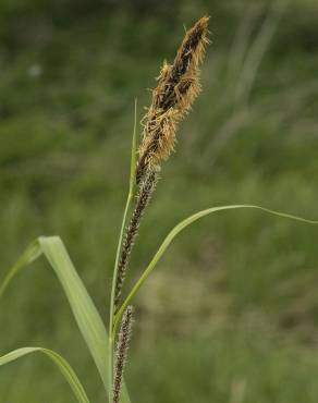 Fotografia 7 da espécie Carex riparia no Jardim Botânico UTAD