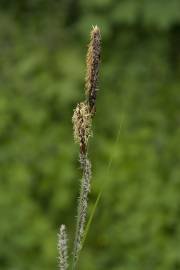 Fotografia da espécie Carex riparia