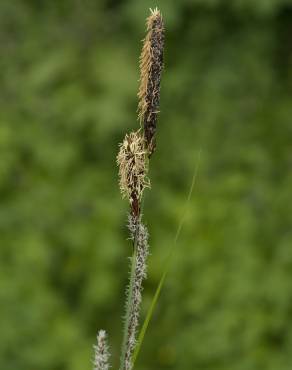 Fotografia 8 da espécie Carex riparia no Jardim Botânico UTAD