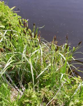 Fotografia 9 da espécie Carex riparia no Jardim Botânico UTAD