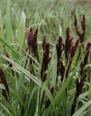 Fotografia 11 da espécie Carex riparia no Jardim Botânico UTAD