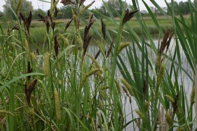 Fotografia da espécie Carex riparia