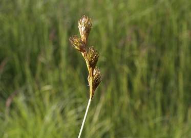 Fotografia da espécie Carex ovalis