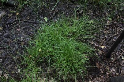 Fotografia da espécie Carex ovalis