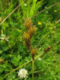 Fotografia da espécie Carex ovalis