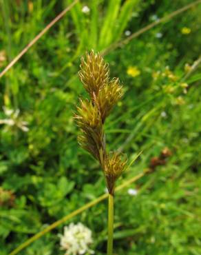 Fotografia 1 da espécie Carex ovalis no Jardim Botânico UTAD