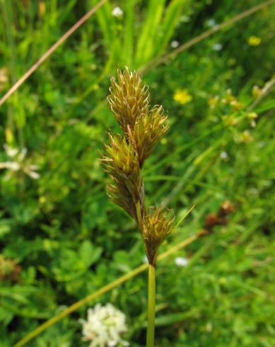 Fotografia de capa Carex ovalis - do Jardim Botânico