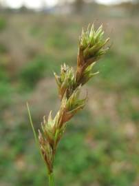 Fotografia da espécie Carex ovalis